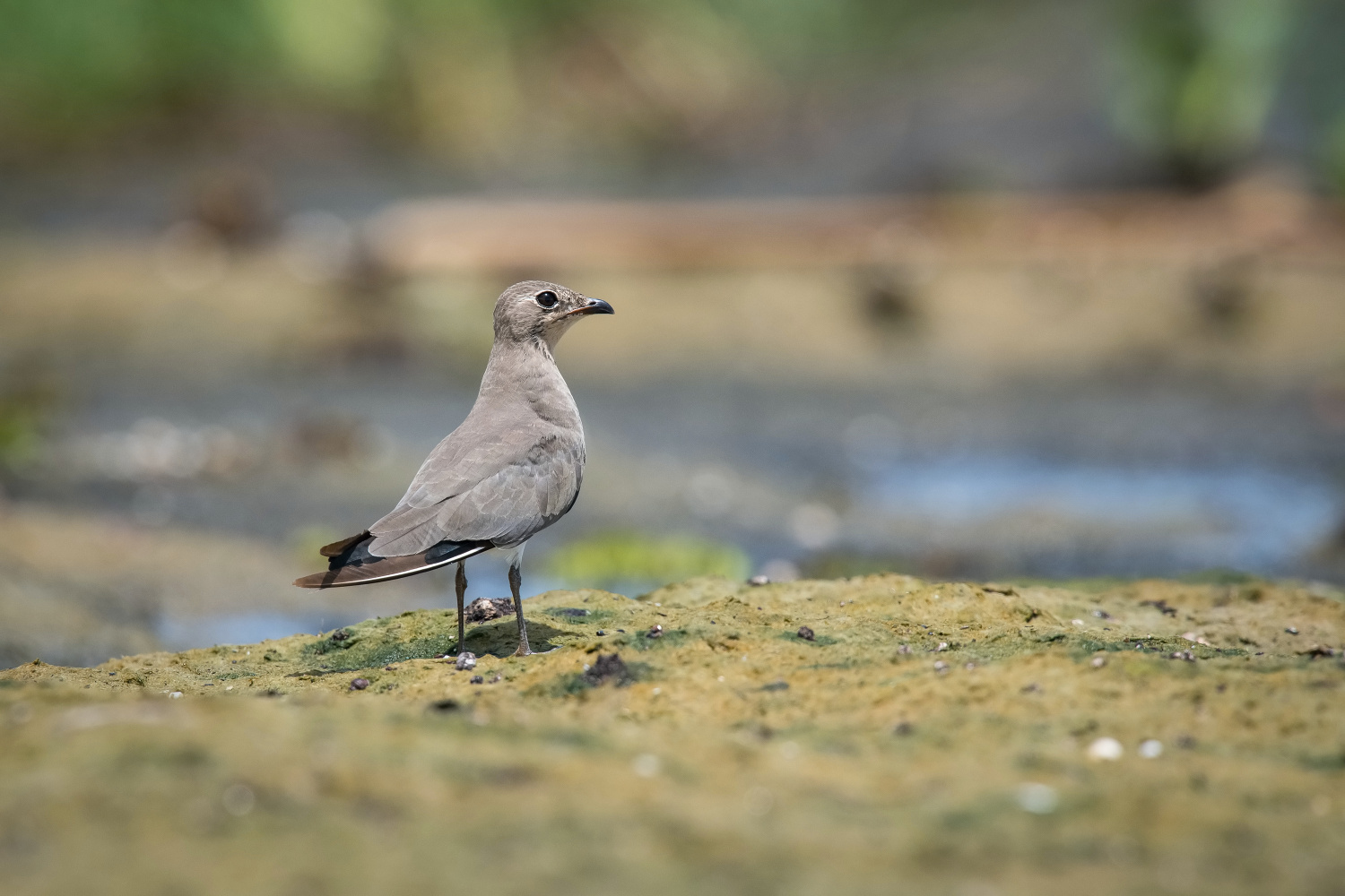 ouhorlík černokřídlý (Glareola nordmanni) Black-winged pratincole