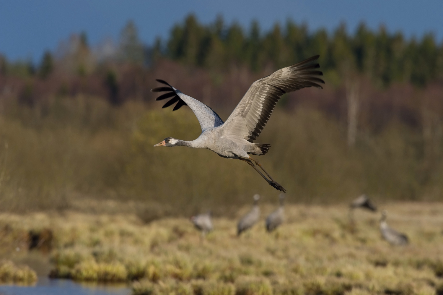 jeřáb popelavý (Grus grus) Common crane