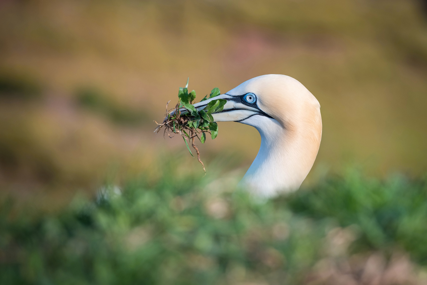 terej bílý (Morus bassanus) Northern gannet