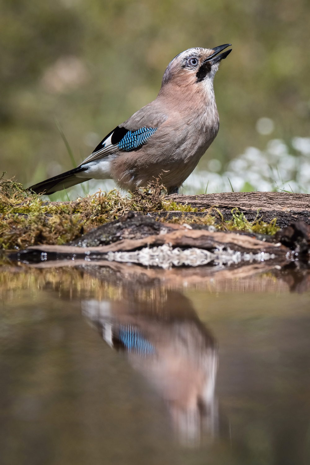 sojka obecná (Garrulus glandarius) Eurasian jay