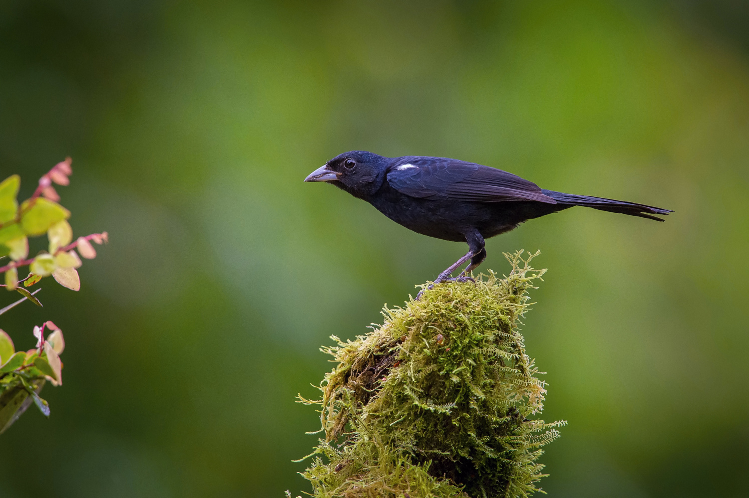 tangara černá (Tachyphonus rufus) White-lined tanager