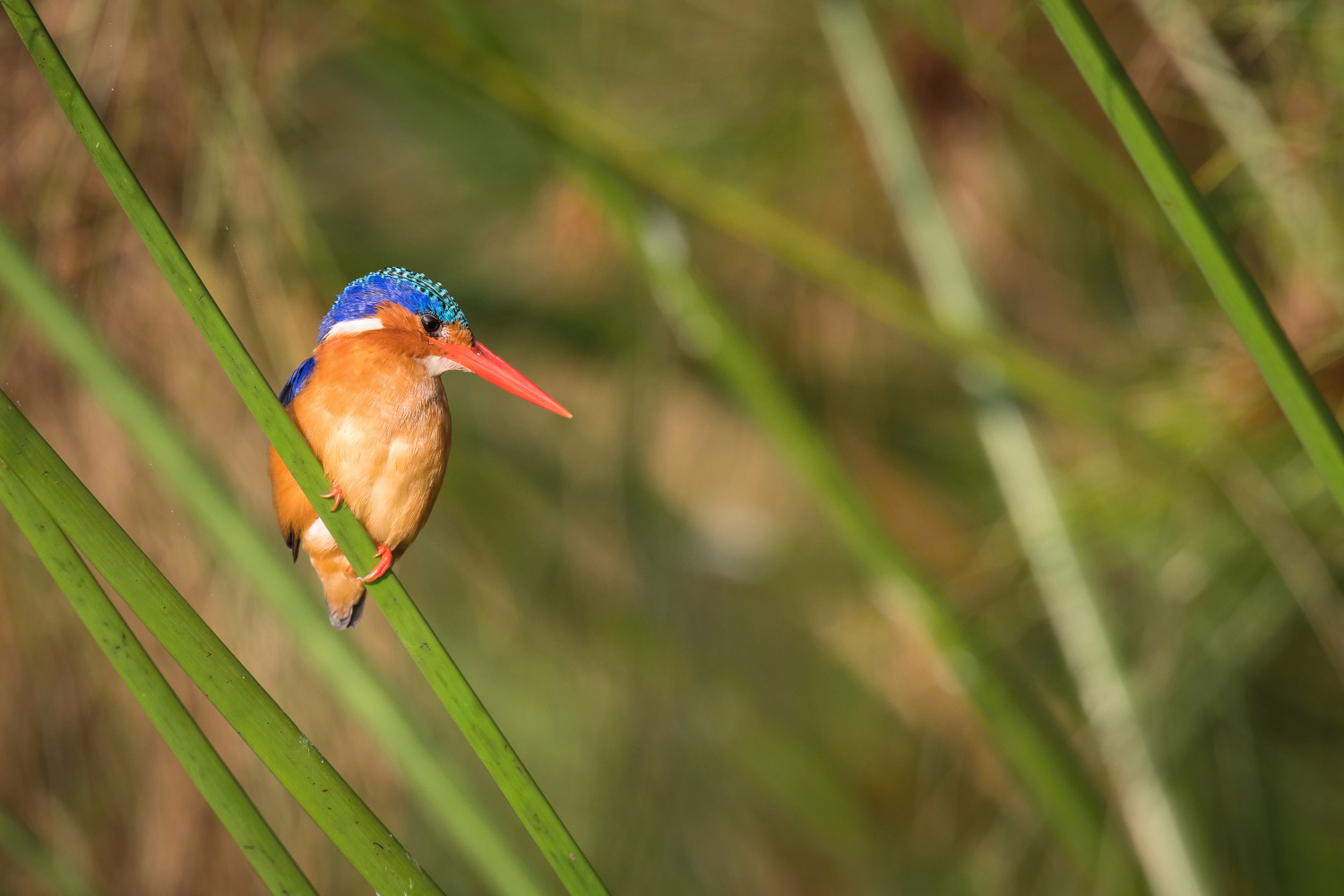 ledňáček malachitový (alcedo cristata) Malachite kingfisher