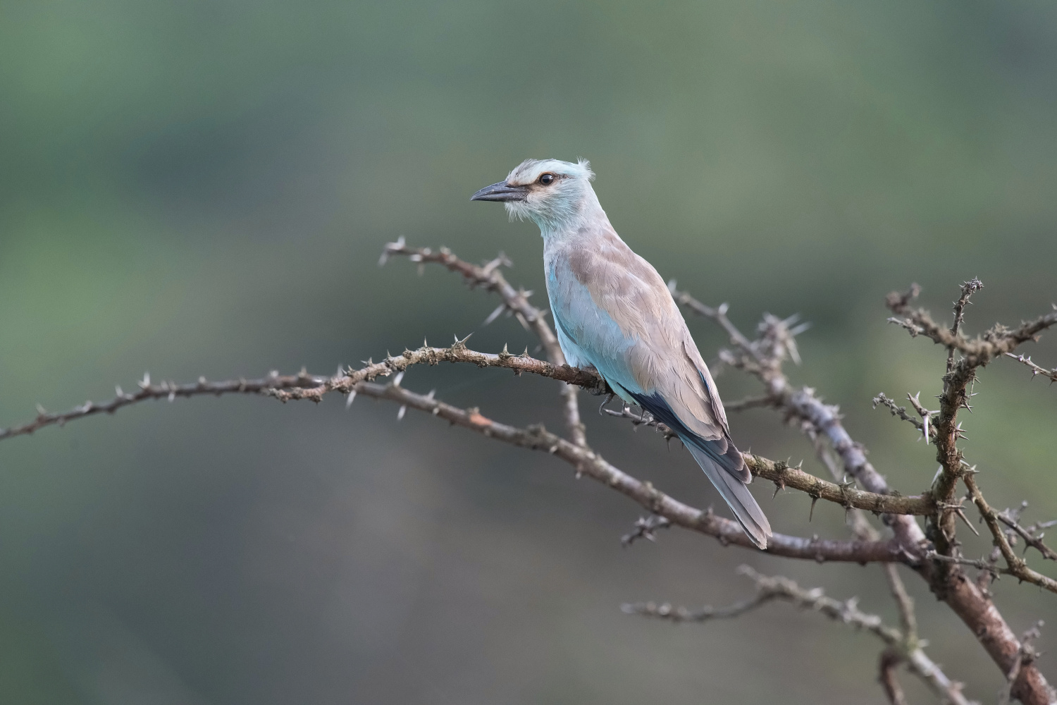 mandelík hajní (Coracias garrulus) European roller