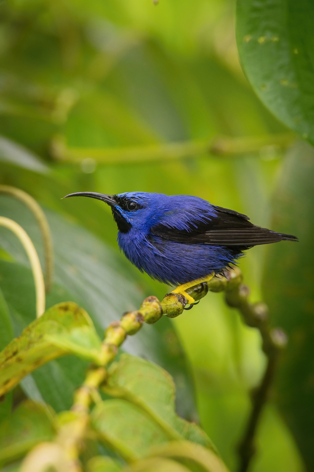 květomil purpurový (Cyanerpes caeruleus) Purple honeycreeper