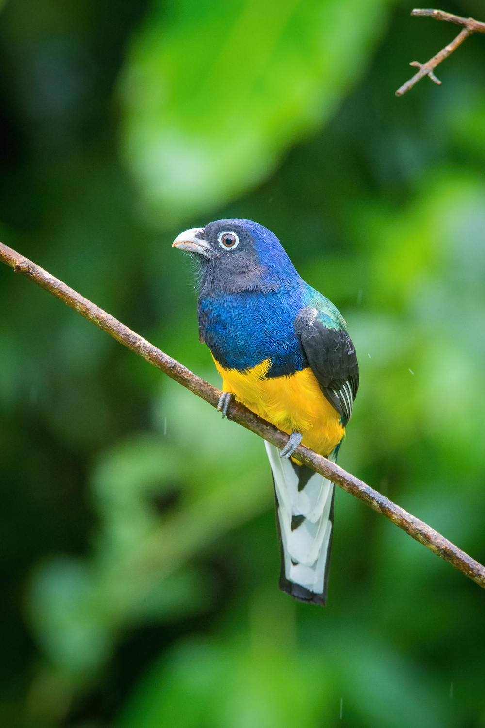 trogon zelenohřbetý (Trogon viridis) Green-backed trogon