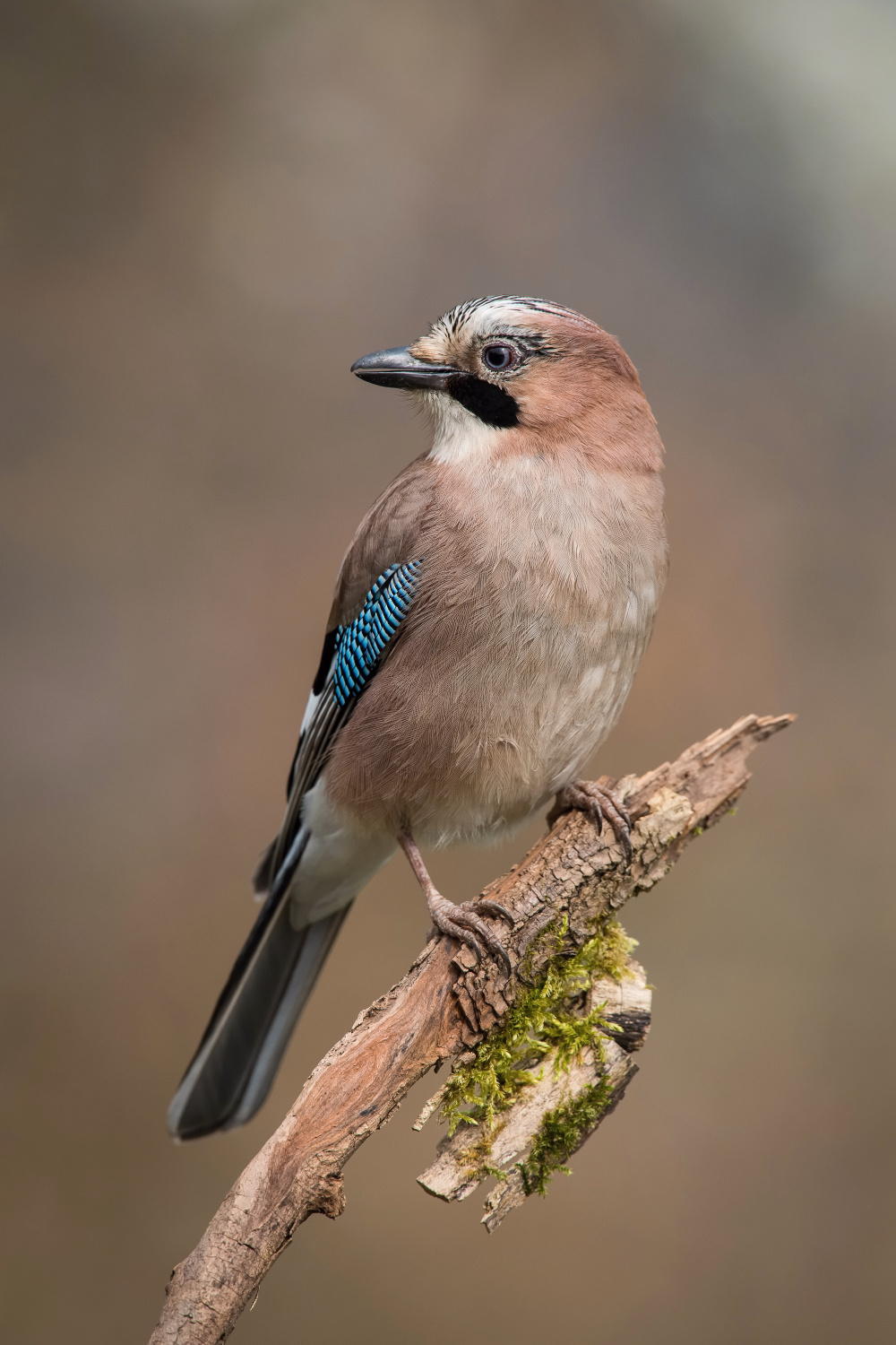 sojka obecná (Garrulus glandarius) Eurasian jay