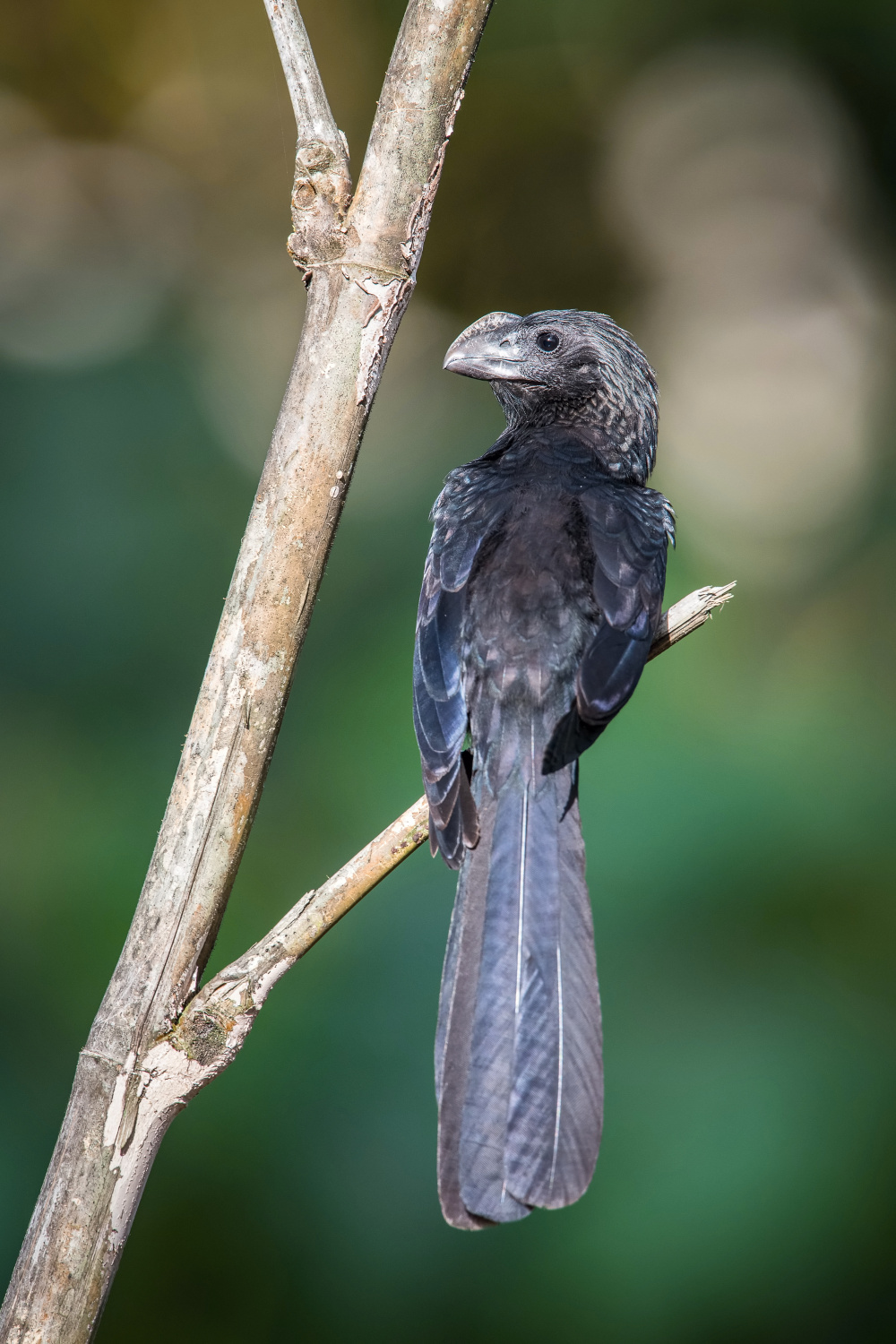 kukačka ani (Crotophaga ani) Smooth-billed ani