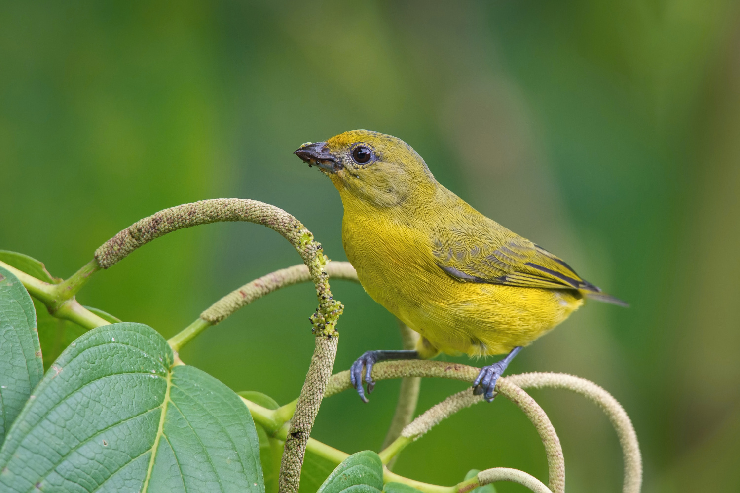 libohlásek fialový (Euphonia violacea) Violaceous euphonia