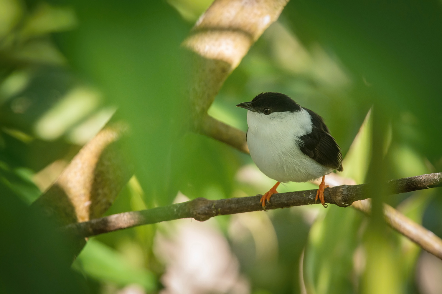 pipulka bělobradá (Manacus manacus) White-bearded manakin