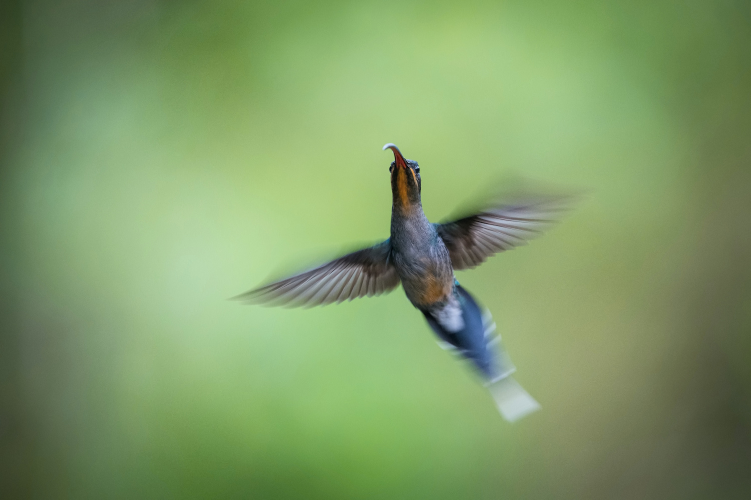 kolibřík šedobřichý (Phaethornis guy) Green hermit