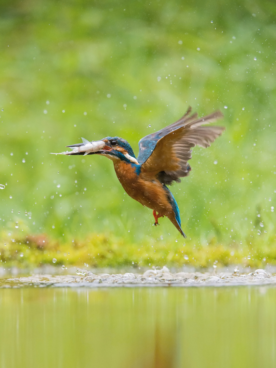 ledňáček říční (Alcedo atthis) Common kingfisher