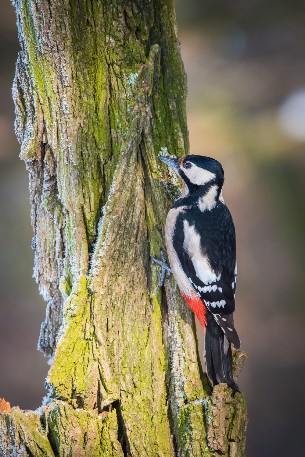 strakapoud velký (Dendrocopos major) Great spotted woodpecker