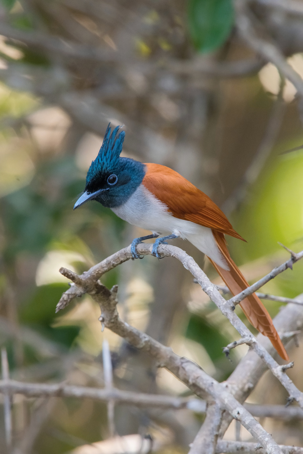 lejskovec rajský (Terpsiphone paradisi) Indian paradise flycatcher