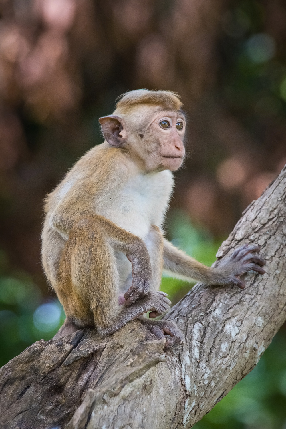 makak bandar (Macaca sinica) Toque macaque