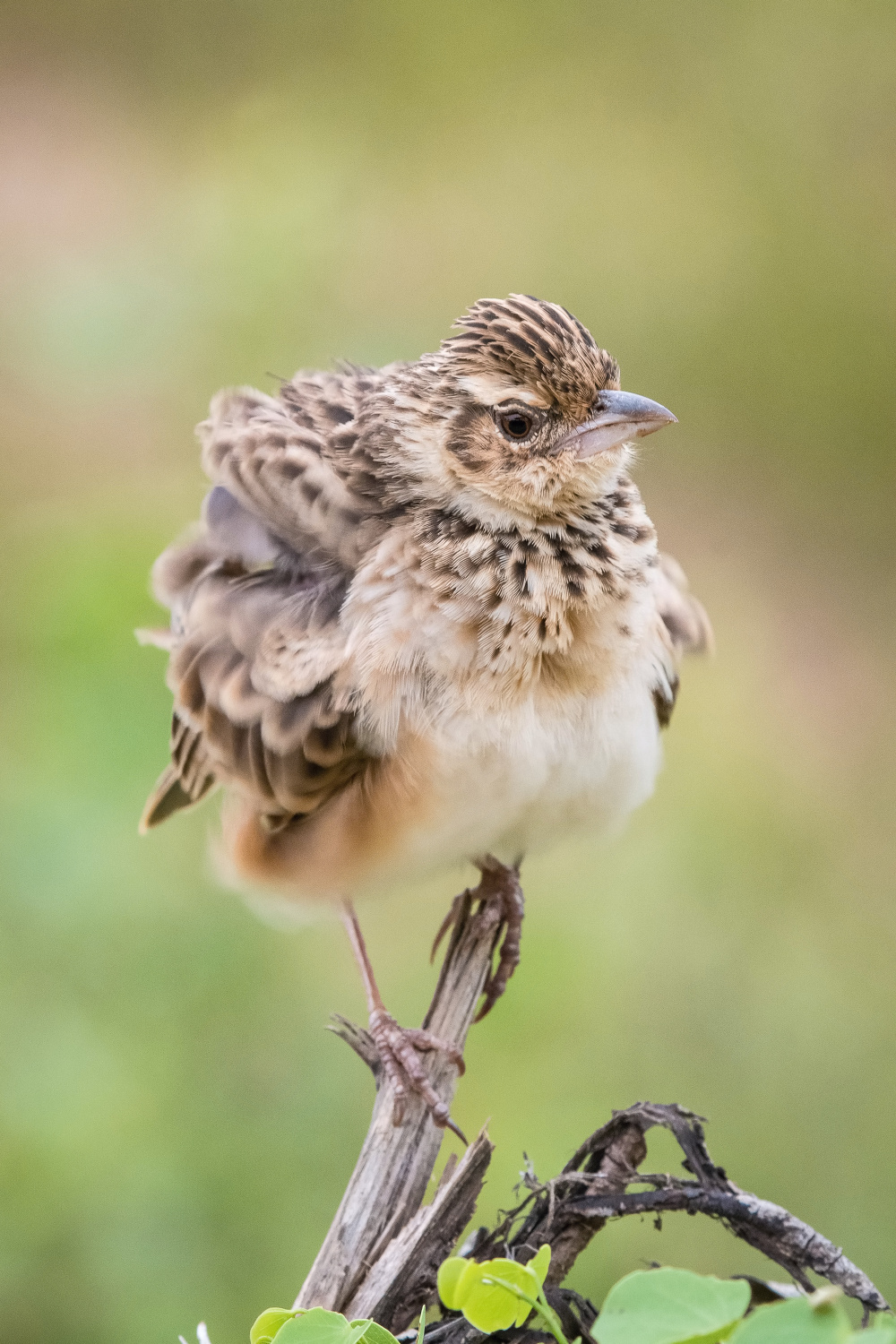 skřivan rezavokřídlý (Mirafra assamica) Bengal bush lark