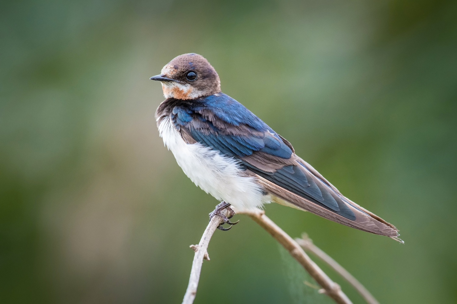 vlaštovka obecná (Hirundo rustica) Barn swallow