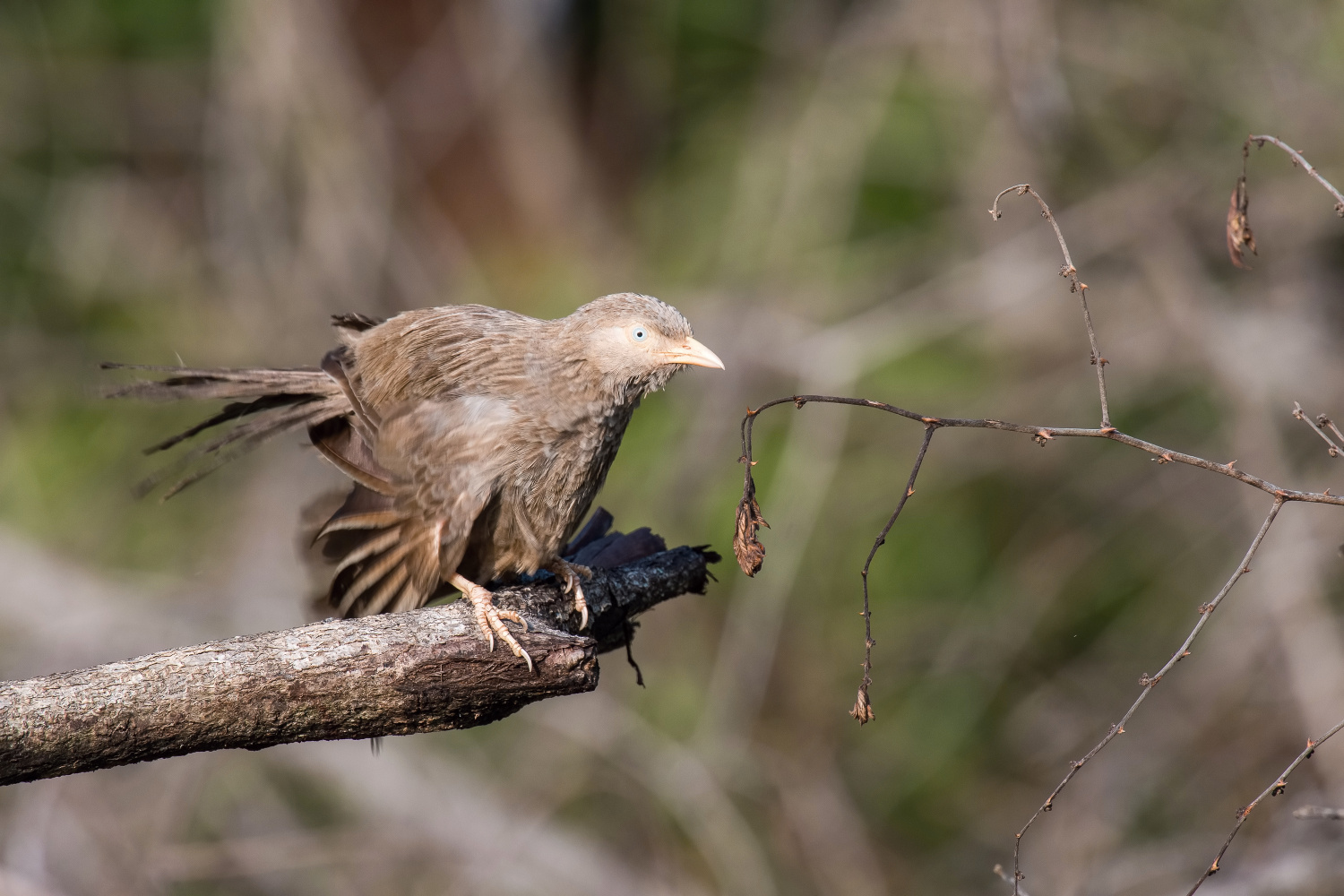 timálie srílanská (Turdoides rufescens) Orange-billed babbler