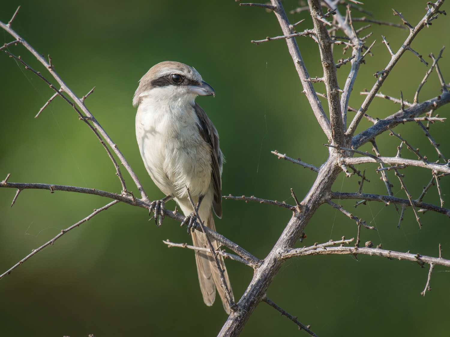 ťuhýk hnědý (Lanius cristatus) Brown shrike