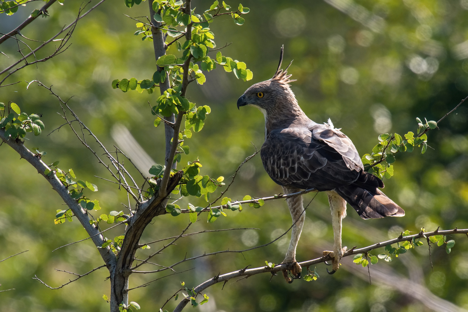 orel proměnlivý (Spizaetus cirrhatus ceylanensis) Crested Hawk-Eagle