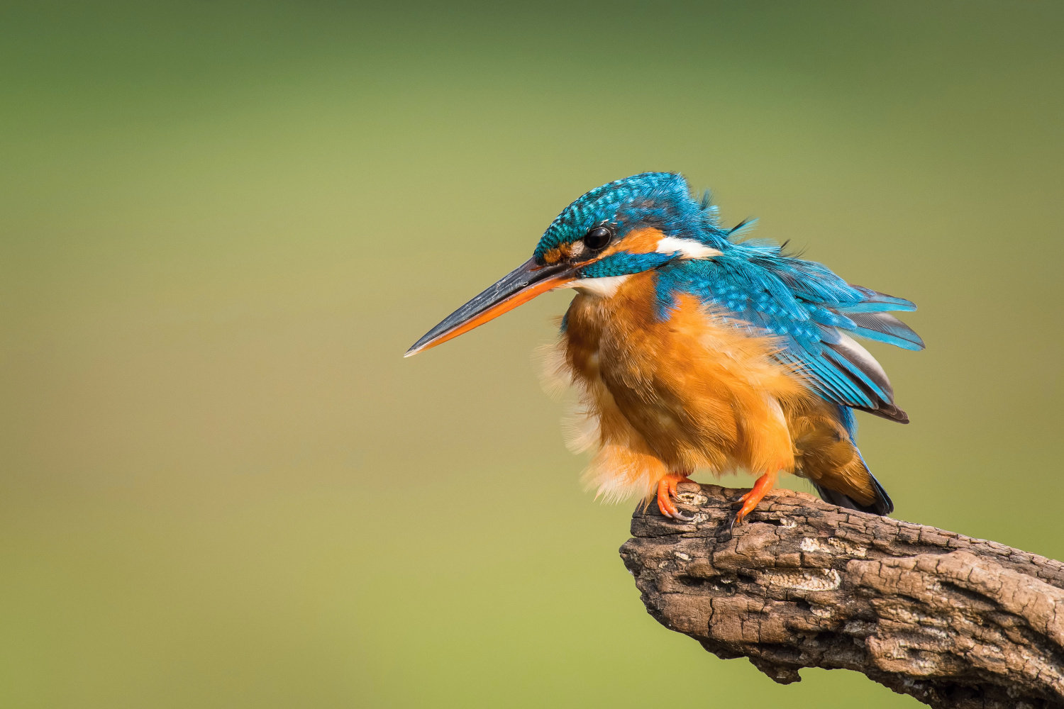 ledňáček říční (Alcedo atthis) Common kingfisher