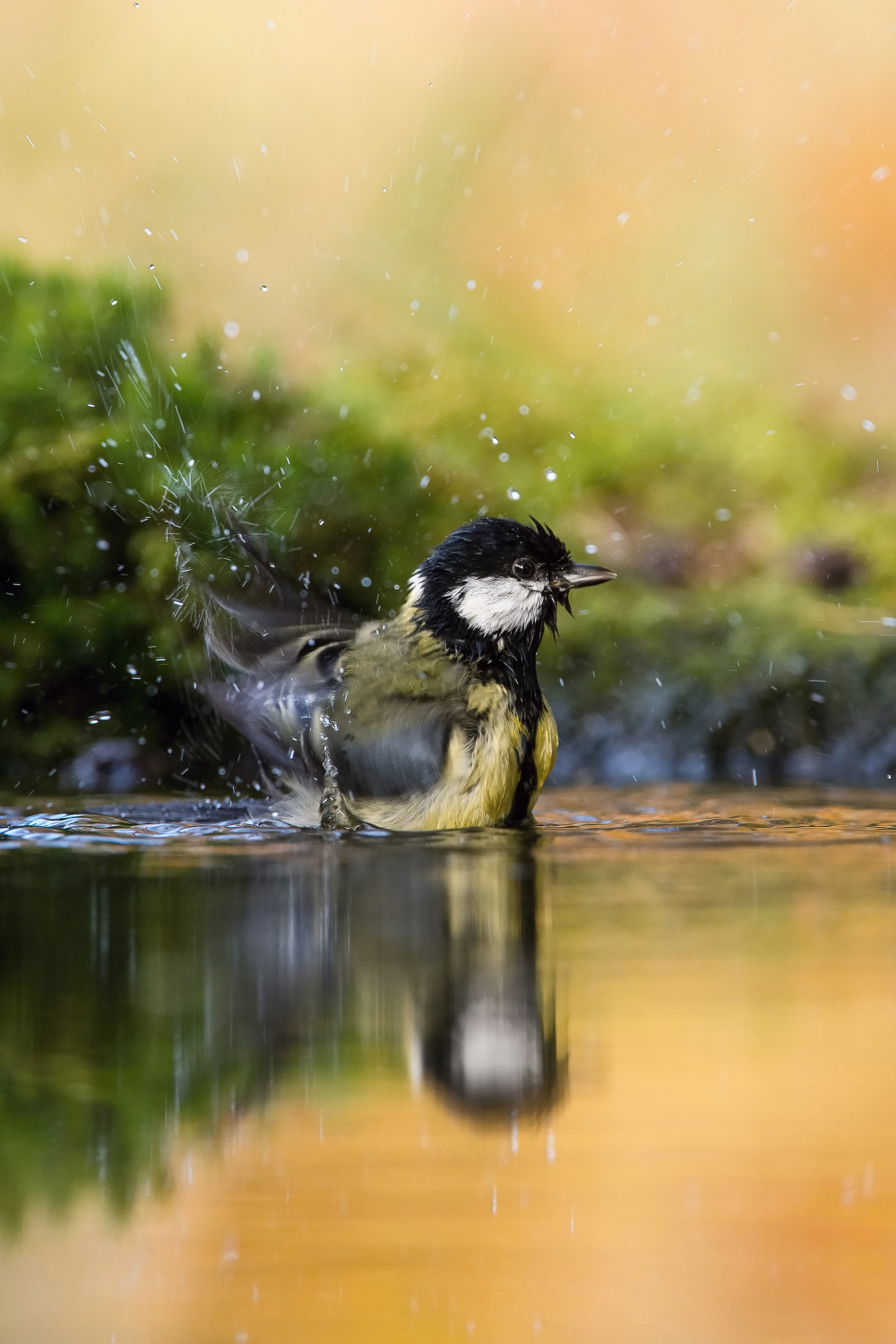 sýkora koňadra (Parus major) Great tit