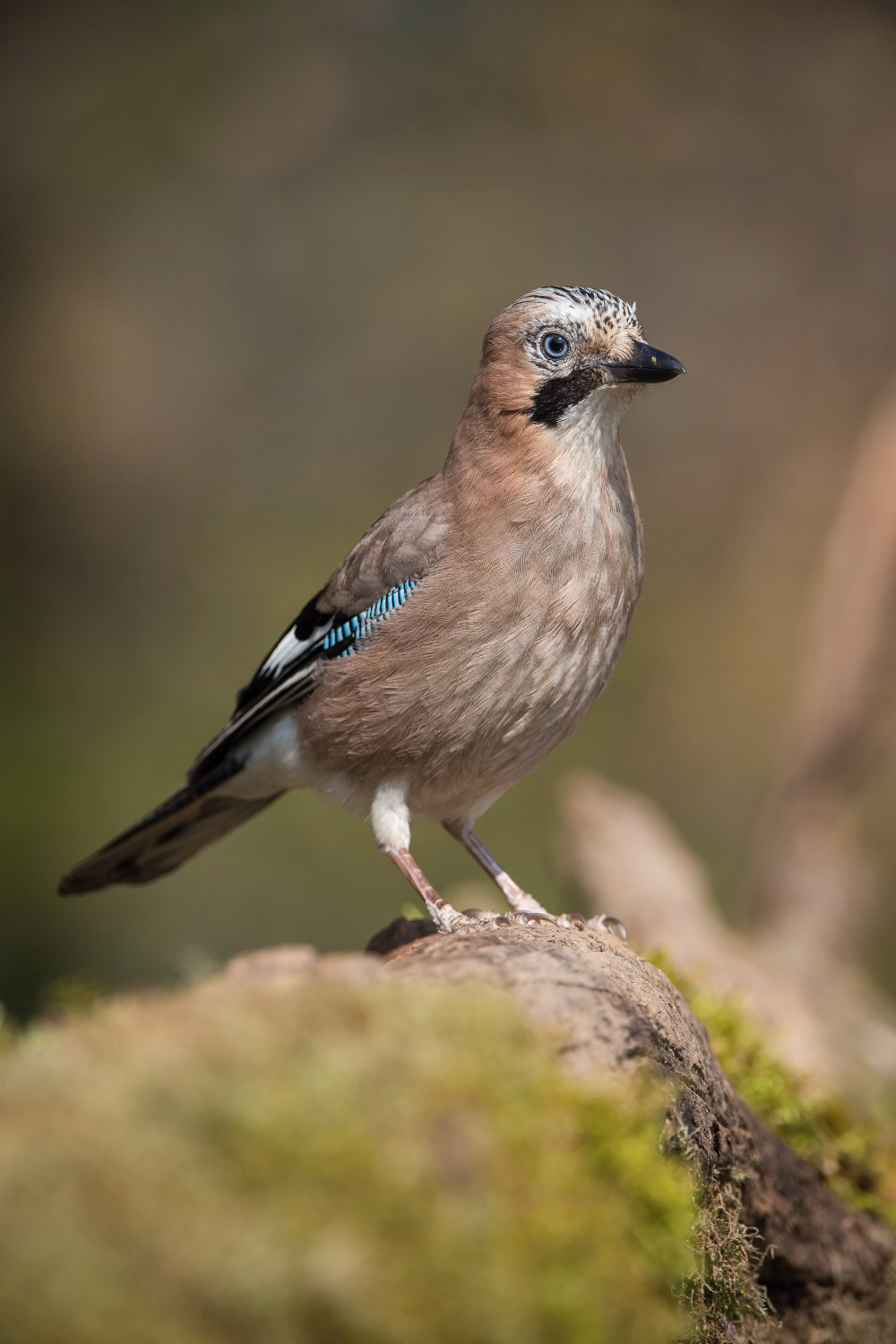 sojka obecná (Garrulus glandarius) Eurasian jay