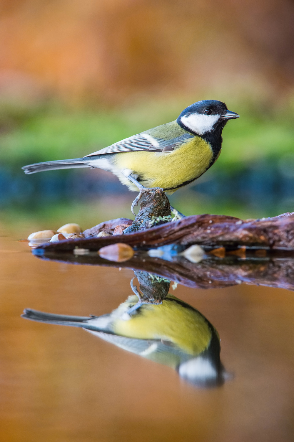 sýkora koňadra (Parus major) Great tit