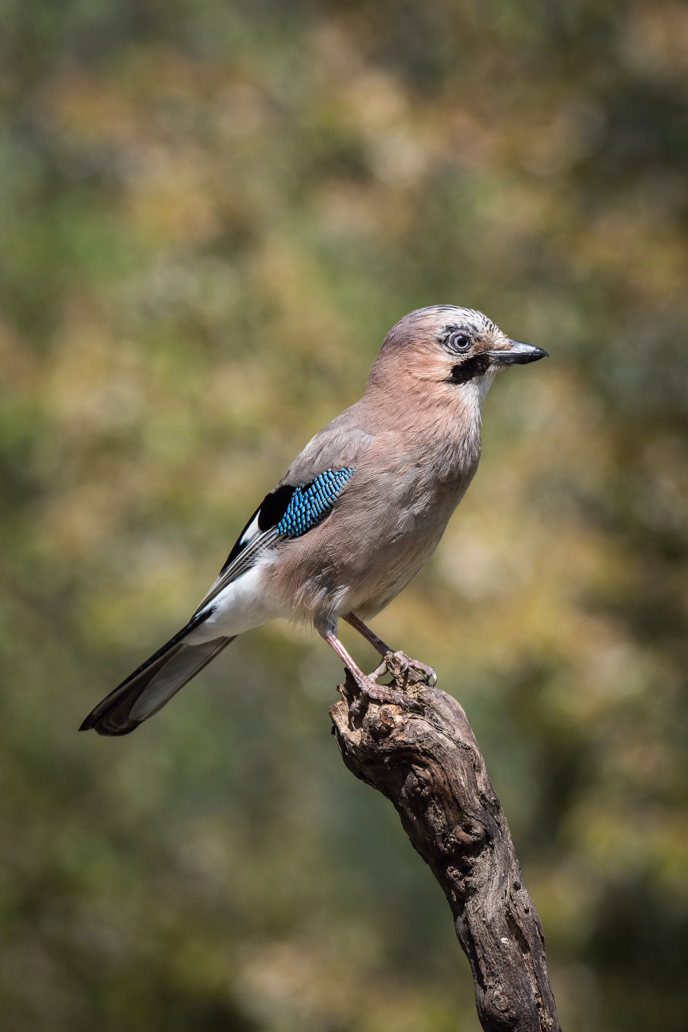 sojka obecná (Garrulus glandarius) Eurasian jay