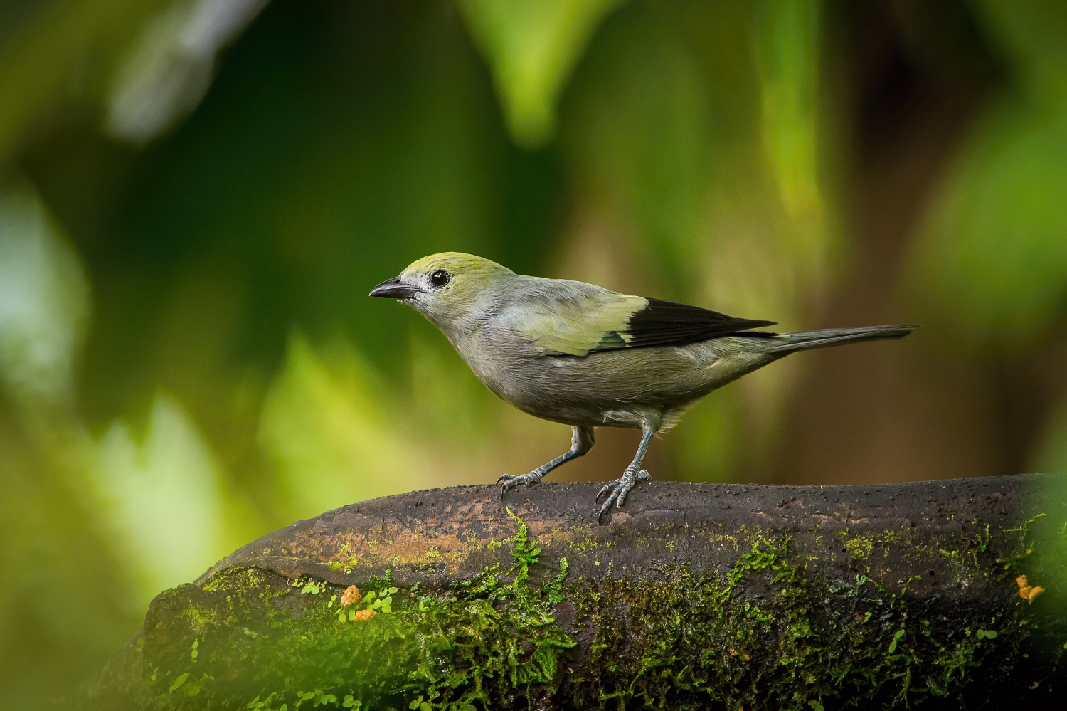 tangara pralesní (Thraupis palmarum) Palm tanager