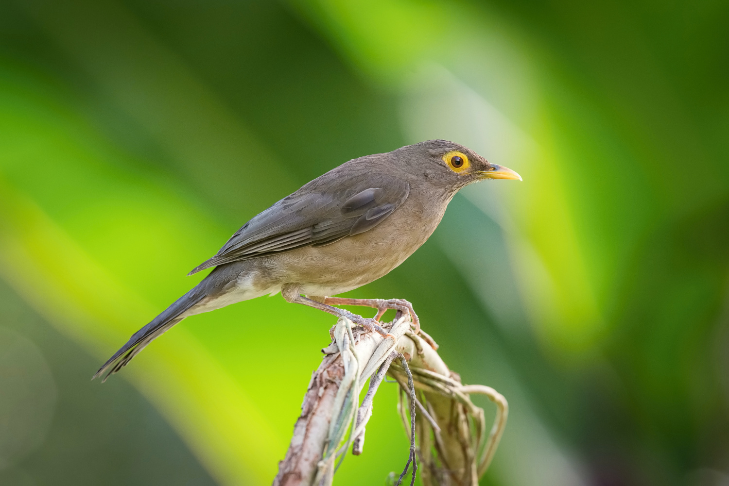 drozd olivovohnědý (Turdus nudigenis) Spectacled thrush