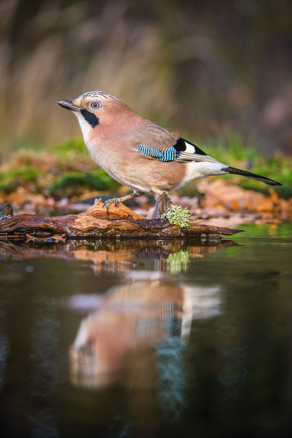 sojka obecná (Garrulus glandarius) Eurasian jay