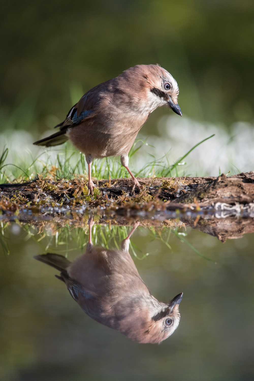 sojka obecná (Garrulus glandarius) Eurasian jay