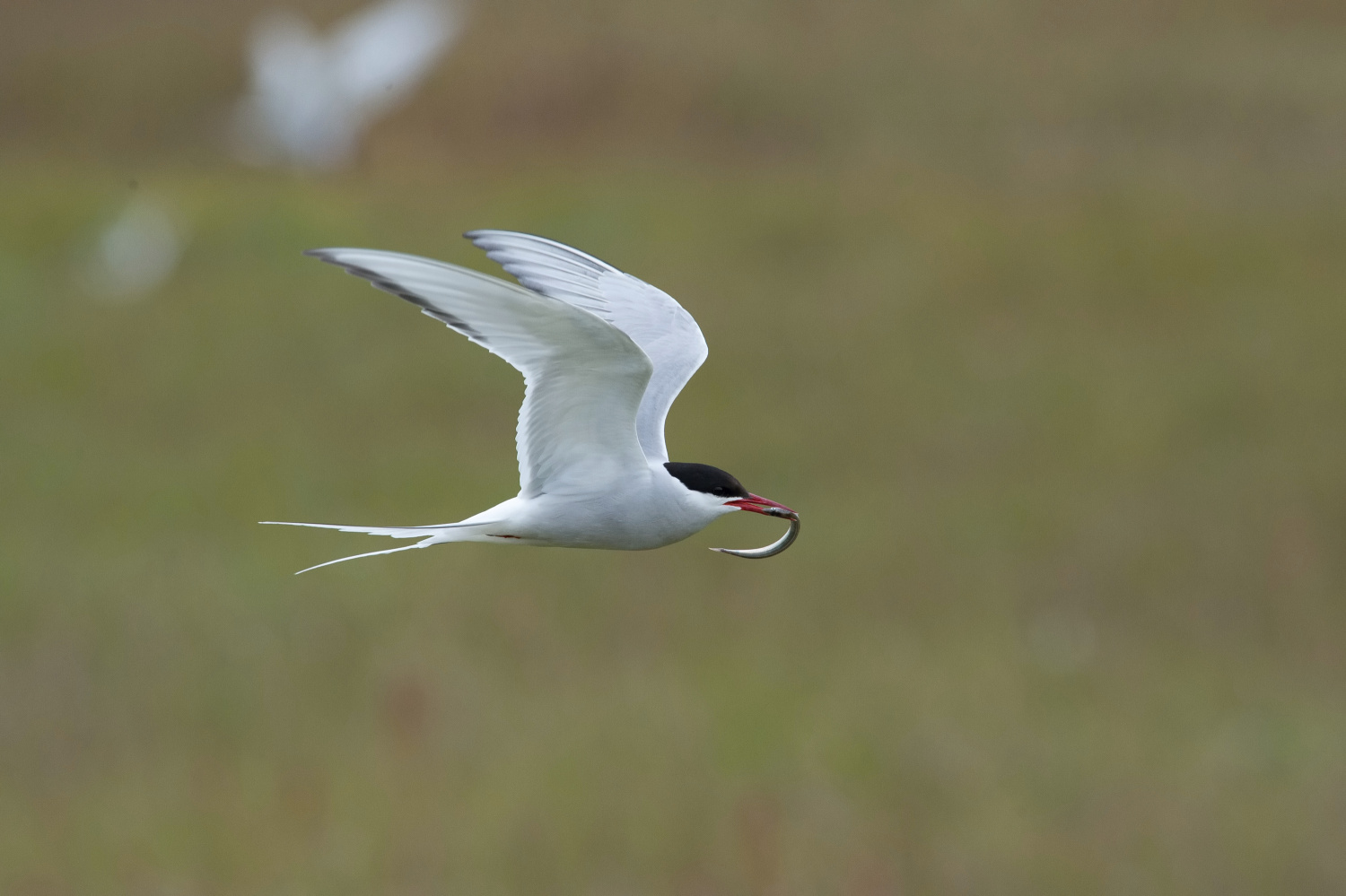 rybák dlouhoocasý (Sterna paradisaea) Arctic tern