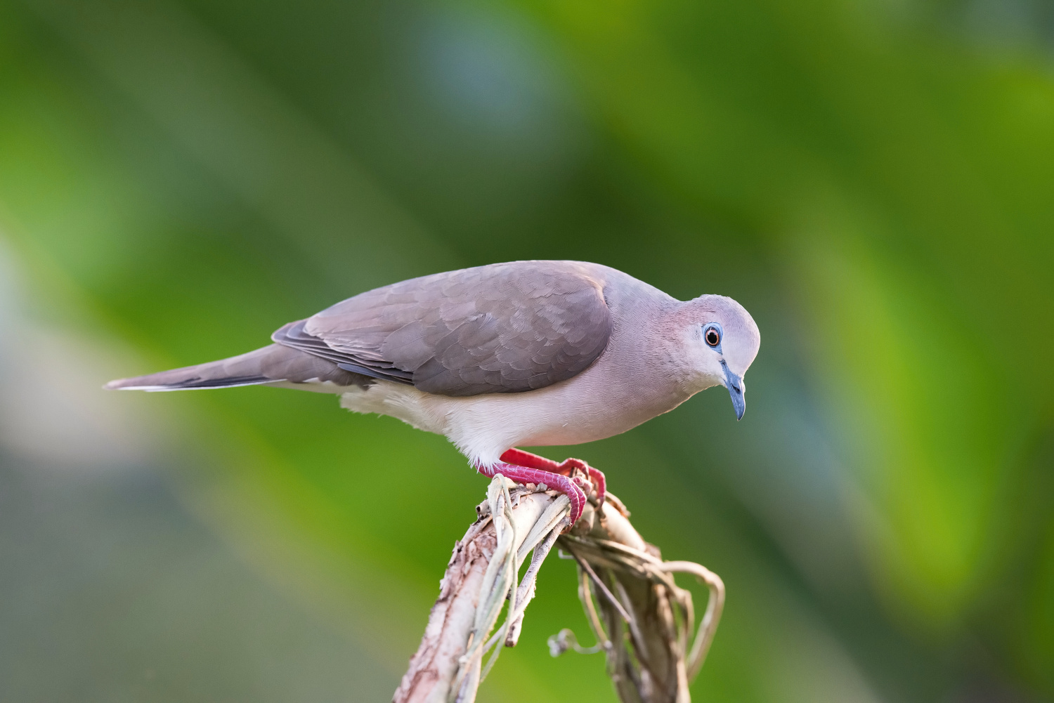 holub samotářský (Leptotila verreauxi) White-tipped dove