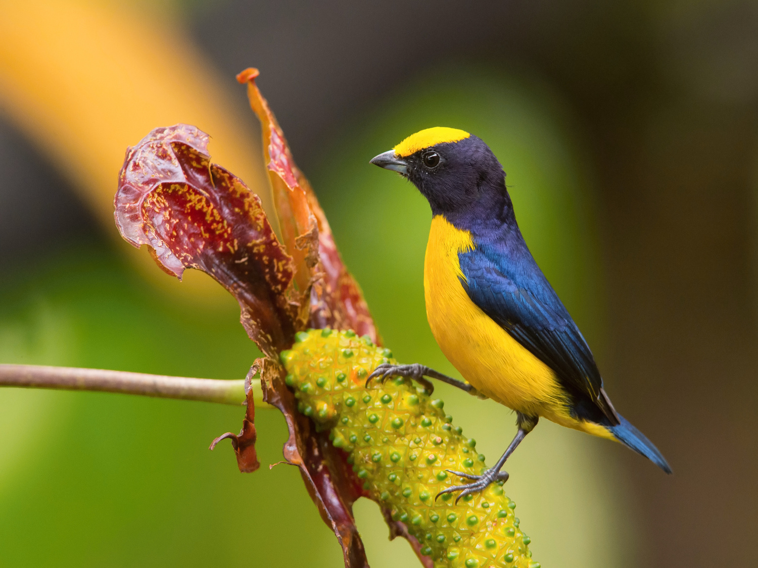 libohlásek zlatobřichý (Euphonia xanthogaster) Orange-bellied euphonia