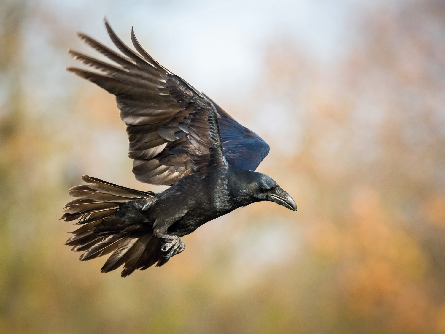 krkavec velký (Corvus corax) Common raven