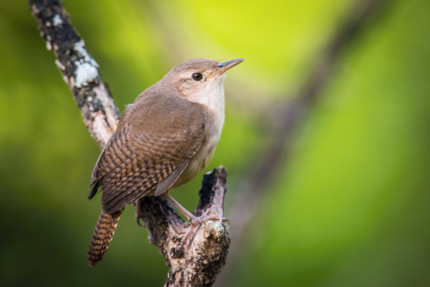 střízlík zahradní (Troglodytes aedon) House wren