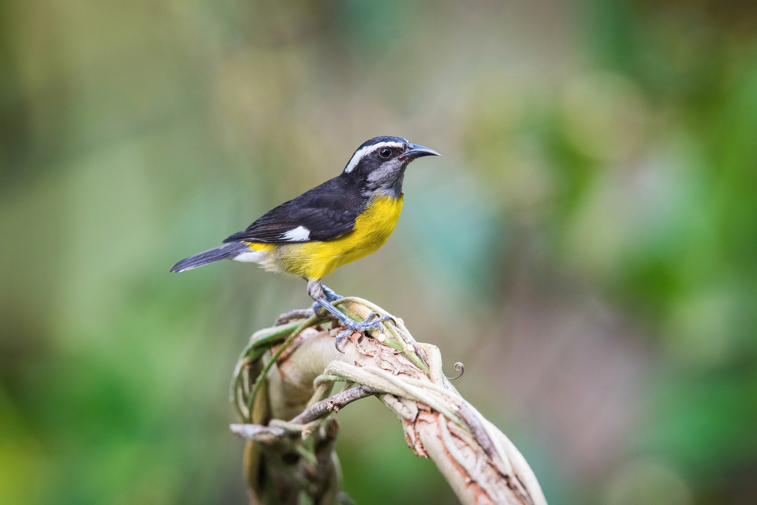 banakit americký (Coereba flaveola) Bananaquit