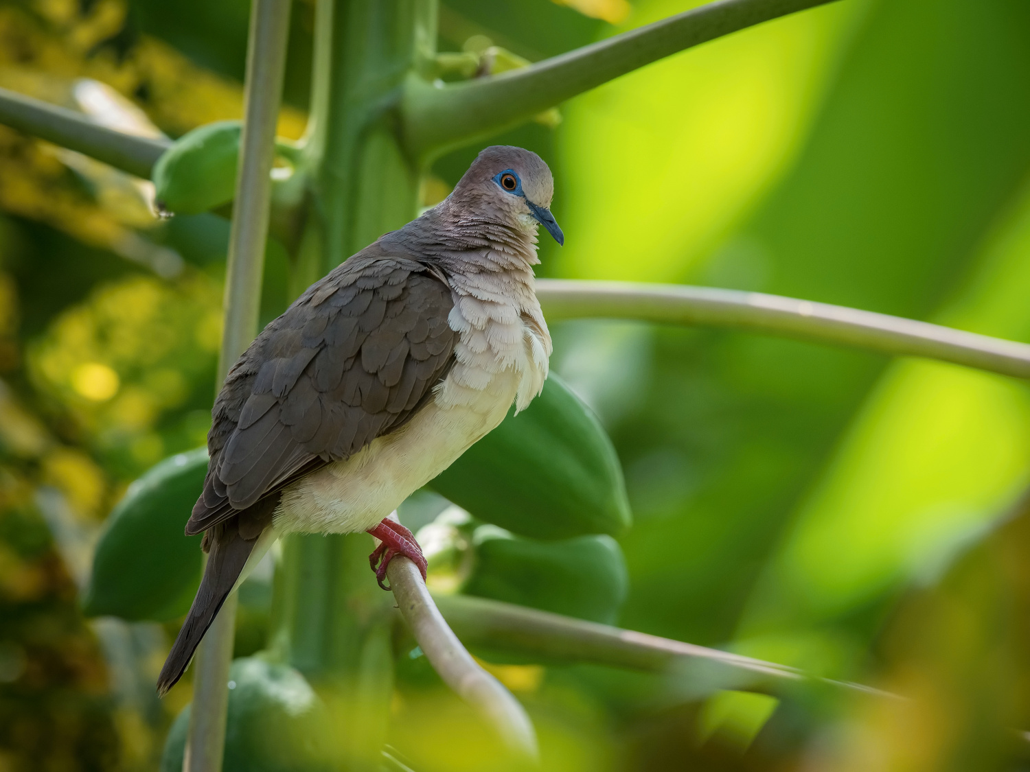 holub samotářský (Leptotila verreauxi) White-tipped dove