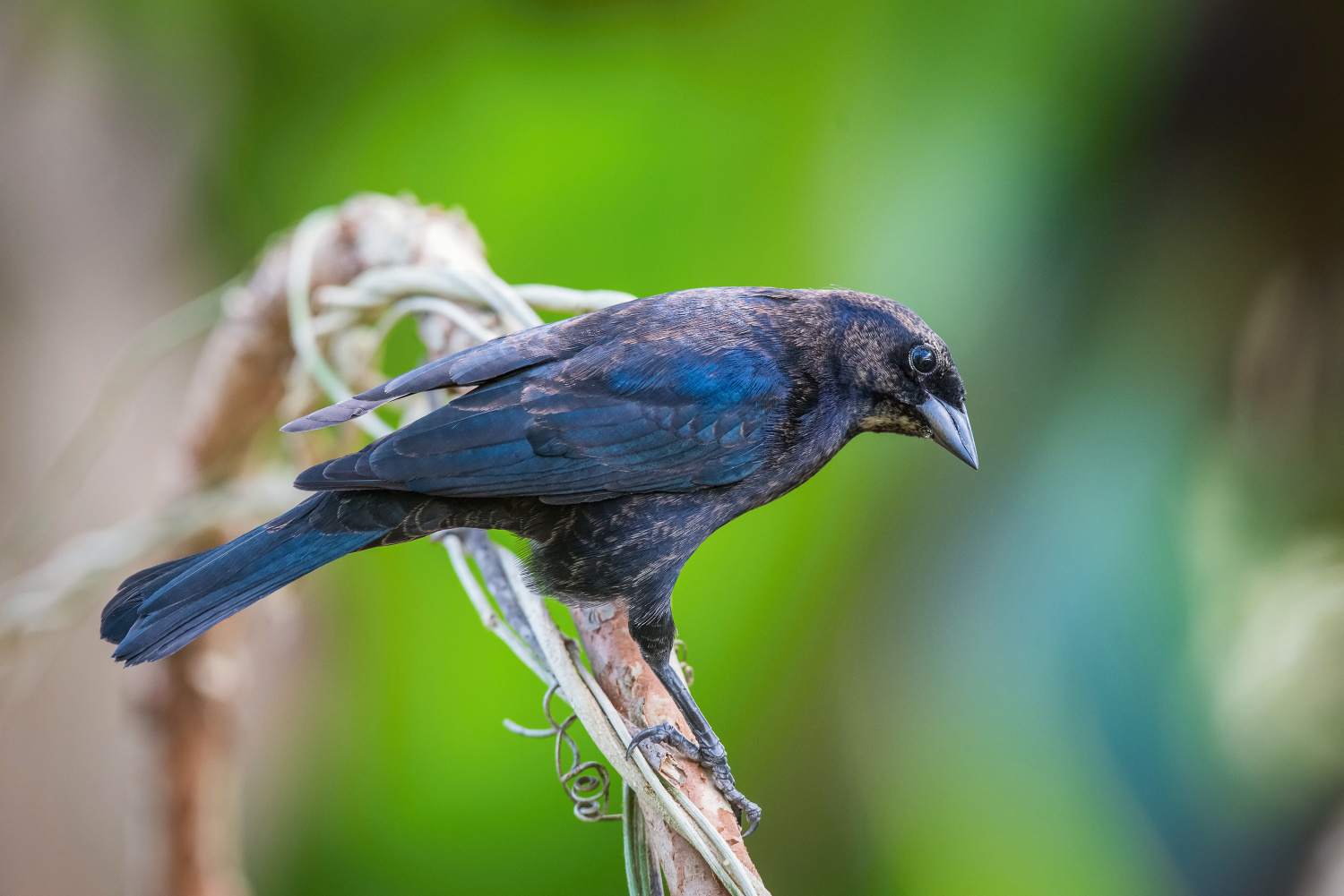 vlhovec modrolesklý (Molothrus bonariensis minimus) Shiny cowbird