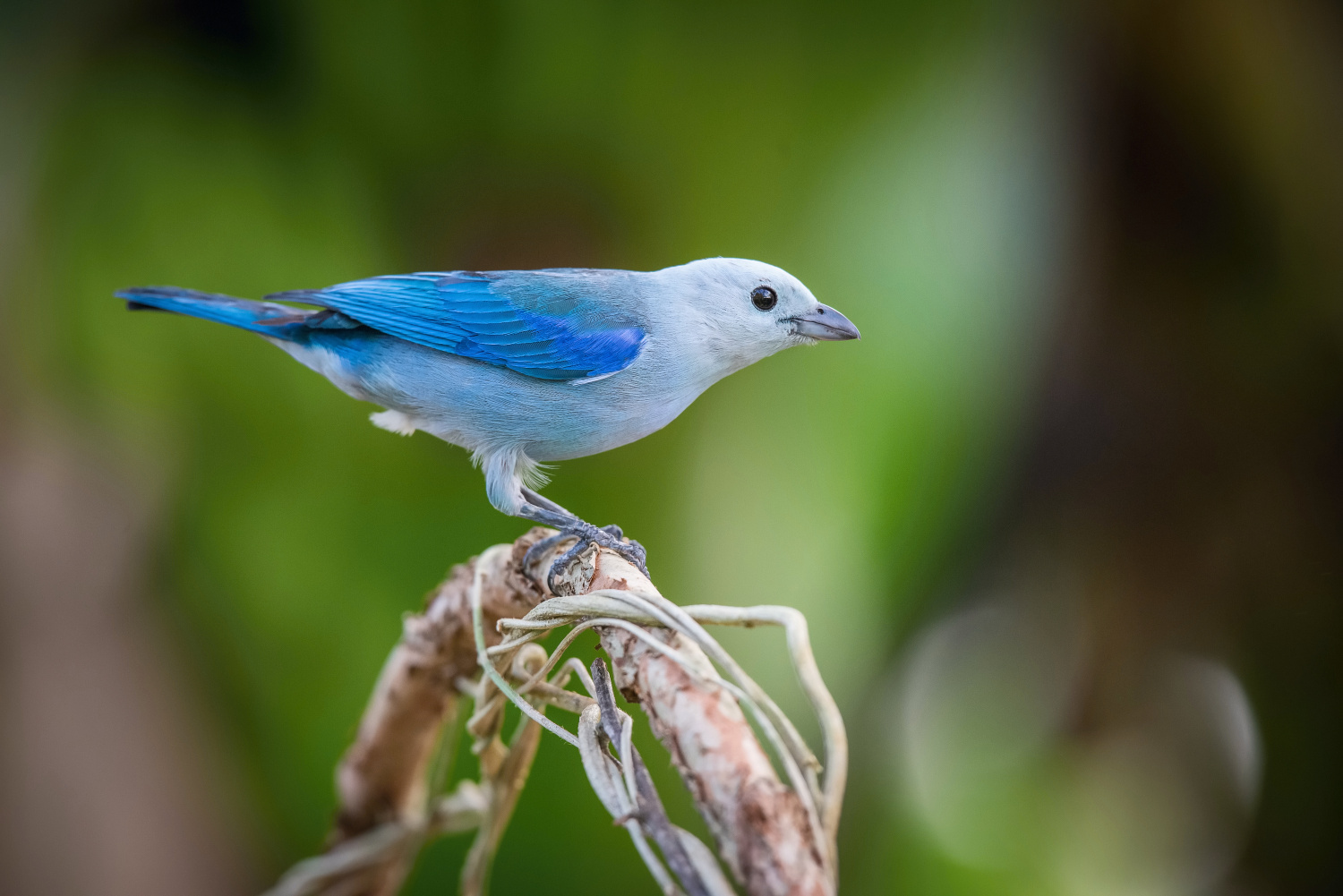 tangara modrá (Thraupis episcopus) Blue-gray tanager