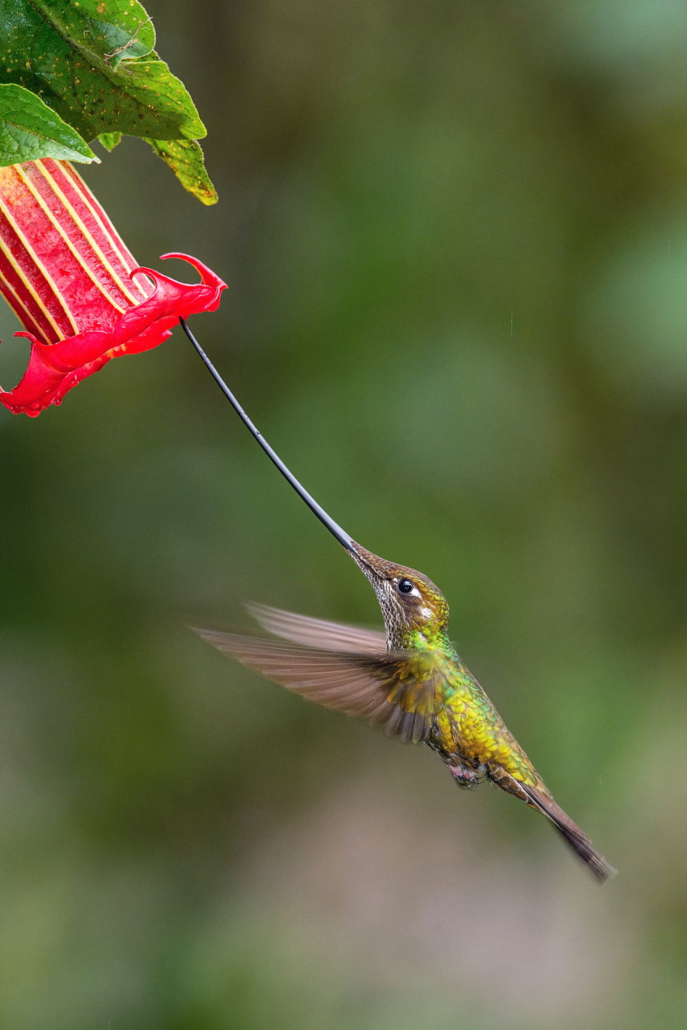 kolibřík mečozobec (Ensifera ensifera) Sword-billed hummingbird