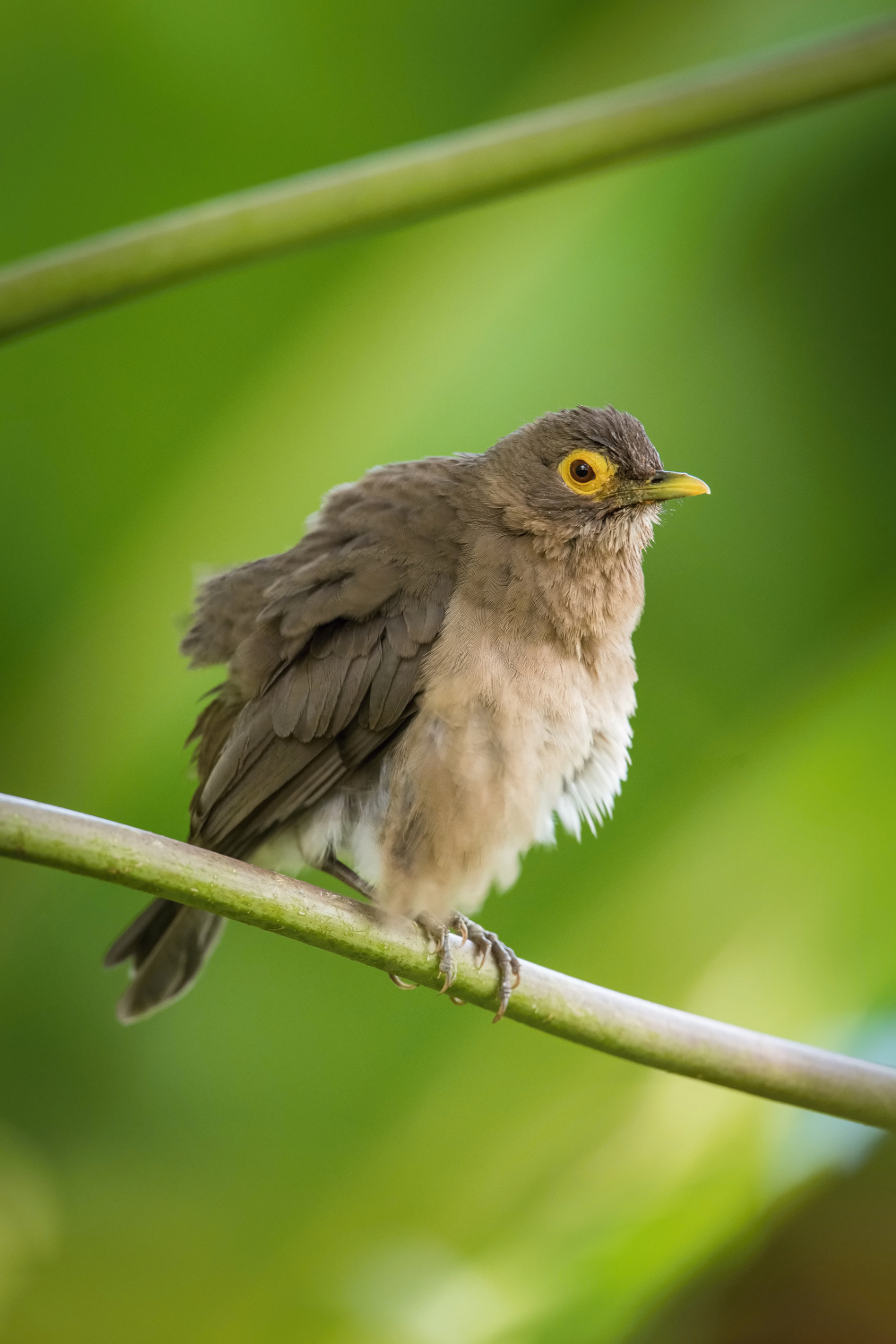 drozd olivovohnědý (Turdus nudigenis) Spectacled thrush