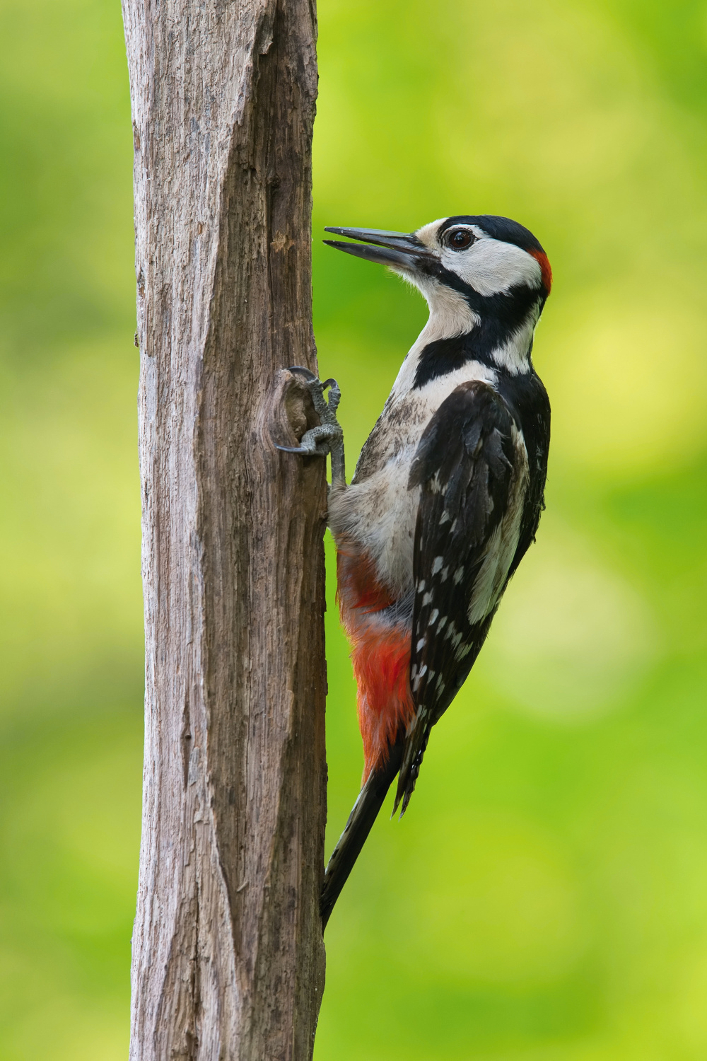 strakapoud velký (Dendrocopos major) Great spotted woodpecker