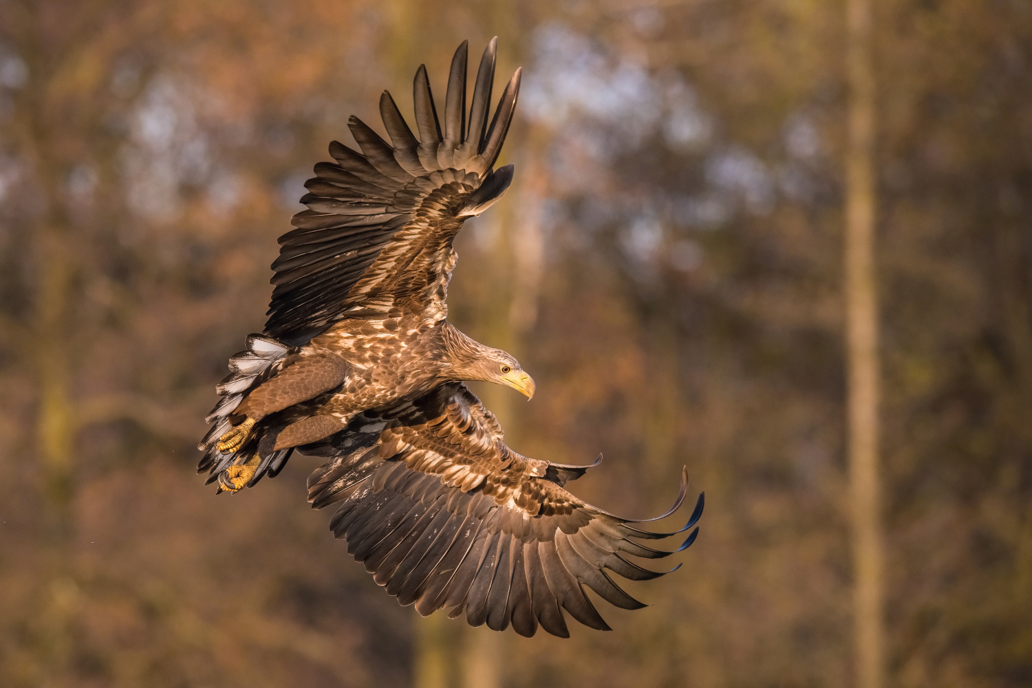 orel mořský (Haliaeetus albicilla) White-tailed eagle