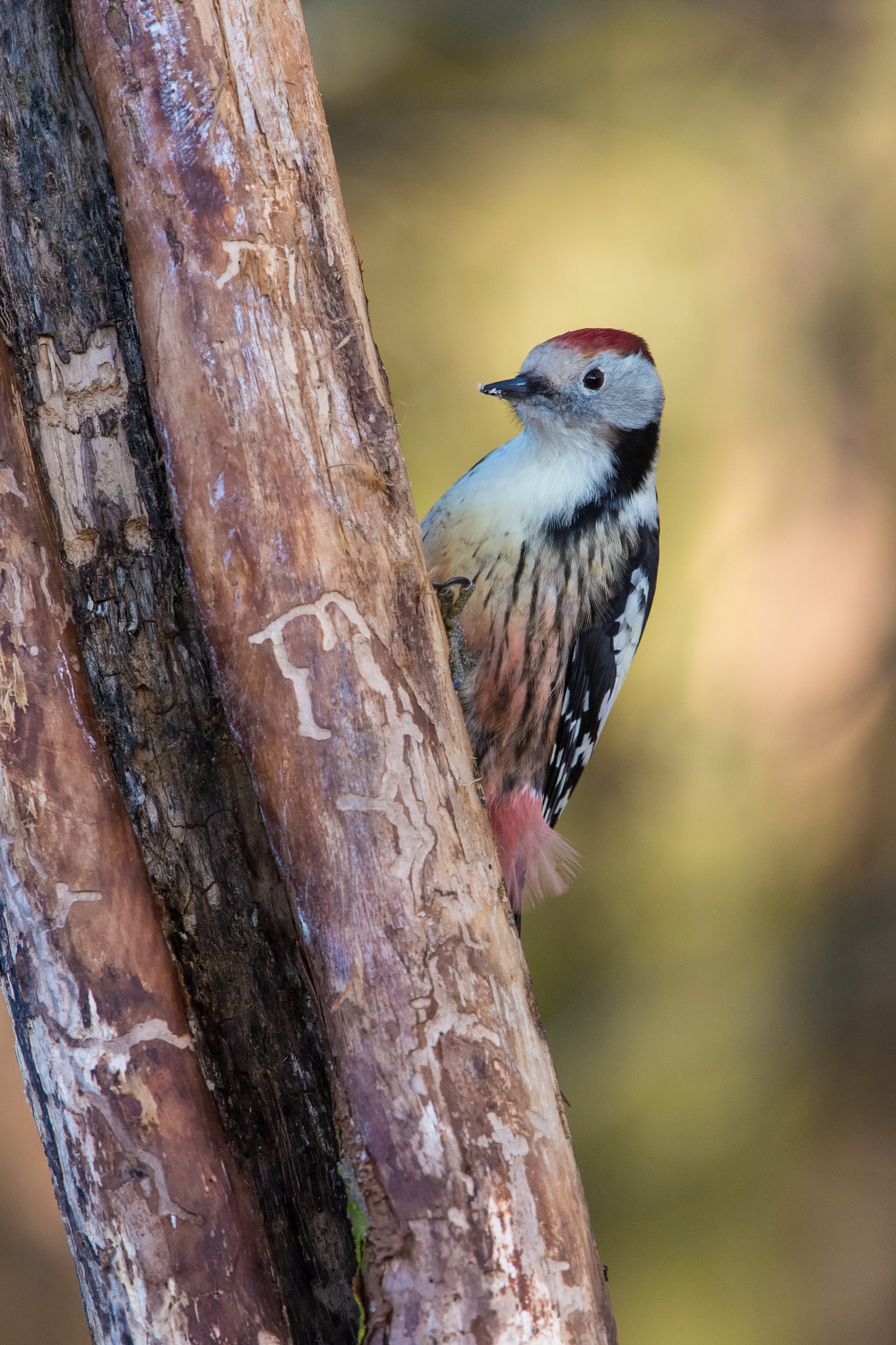 strakapoud prostřední (Dendrocopos medius) Middle spotted woodpecker