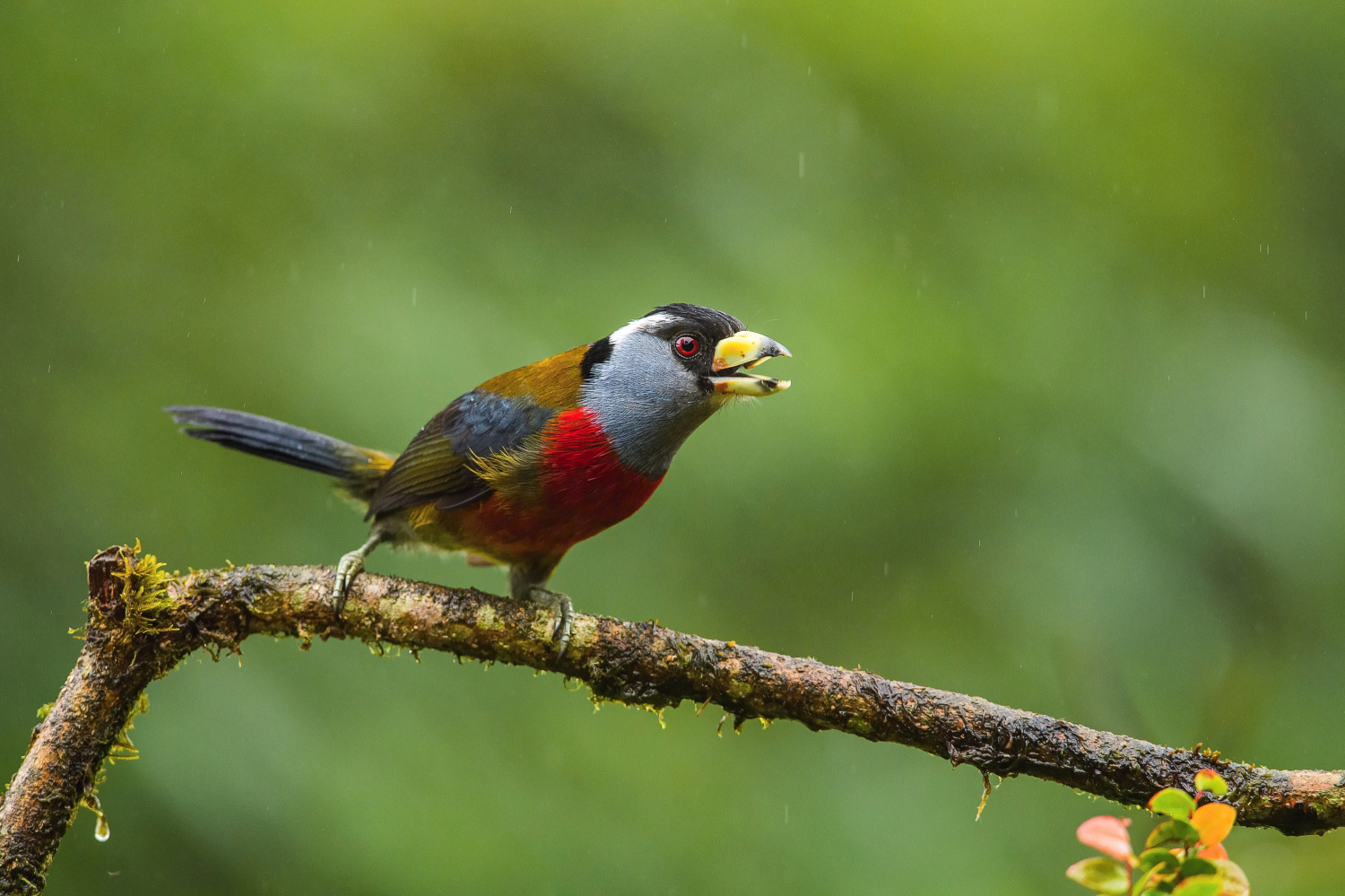 vousák tukaní (Semnornis ramphastinus) Toucan barbet