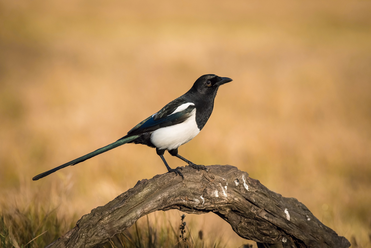 straka obecná (Pica pica) Eurasian magpie