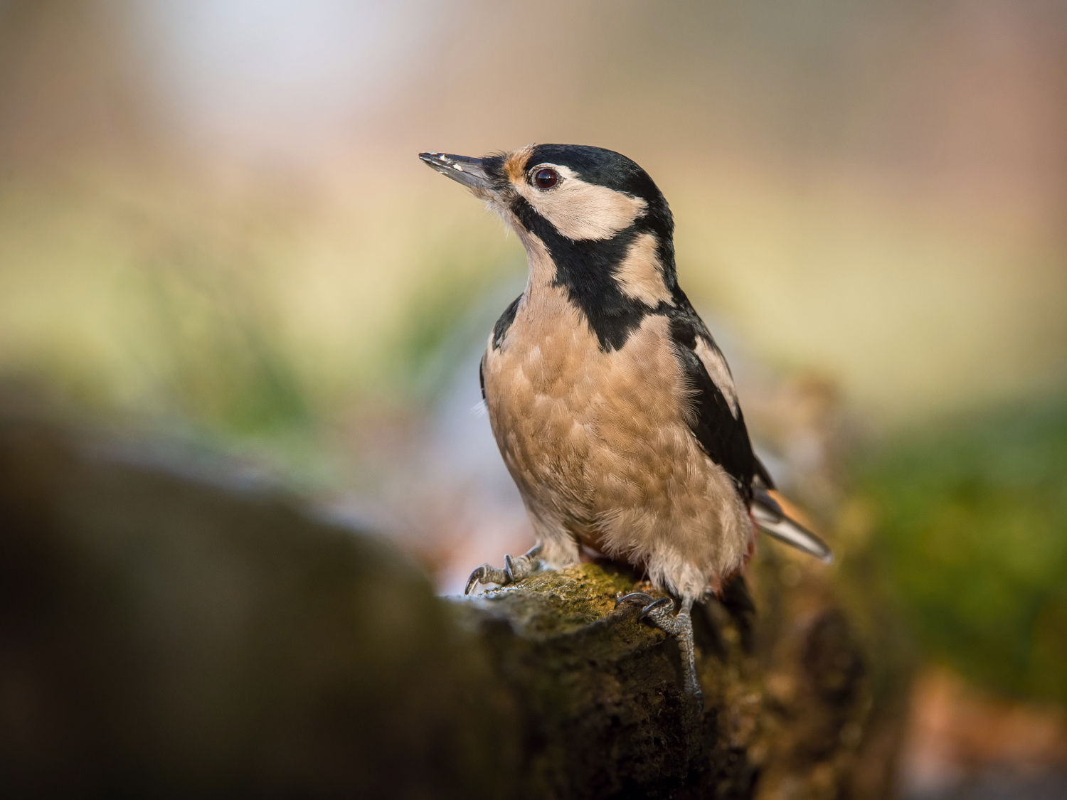 strakapoud velký (Dendrocopos major) Great spotted woodpecker