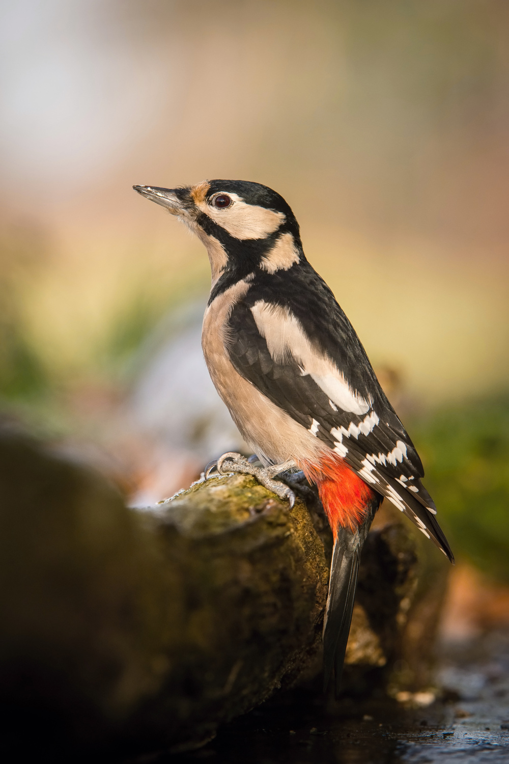 strakapoud velký (Dendrocopos major) Great spotted woodpecker